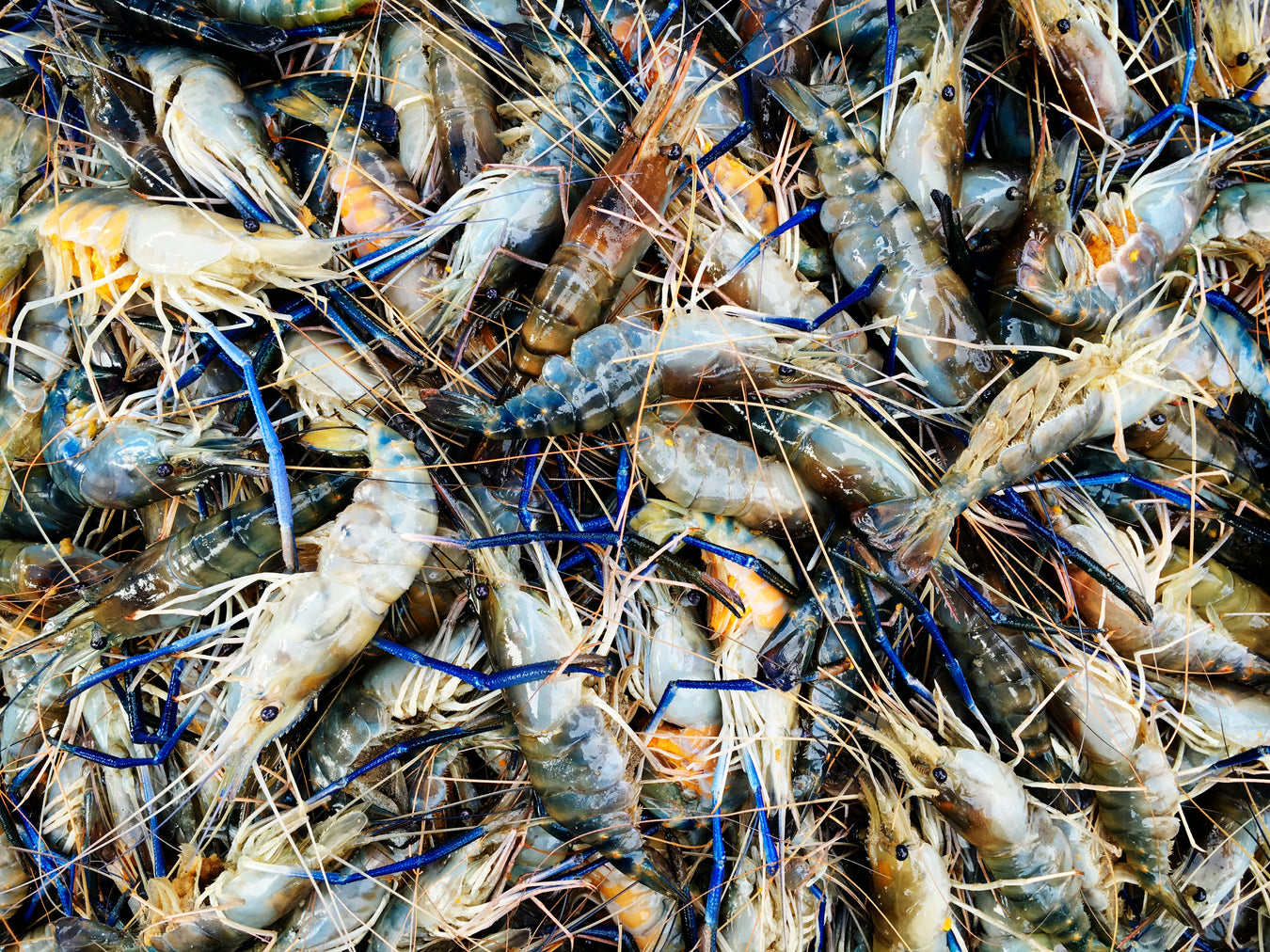 On Sale! - Seafood